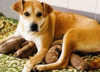 Montelupo, cagnolina abbandonata Robertina dà alla luce otto cuccioli