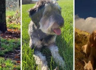 Prato città amica degli animali. Ancora prima in Italia Prato prima in Italia per la tutela degli amici a quattro zampe