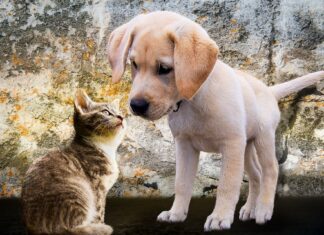 Capodanno 2023, come proteggere cani e gatti dai botti Il decalogo di Oipa per la sicurezza dei nostri amici animali
