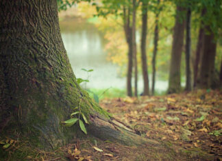 Firenze, tagliano il bosco abusivamente: denunce e sanzioni