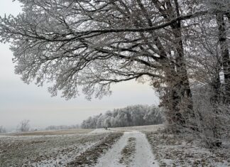 Coldiretti: arrivo neve, la Toscana è salva da siccita’ e rilancia turismo invernale Toscana: Coldiretti, arrivo neve salva da siccita’ e rilancia turismo invernale