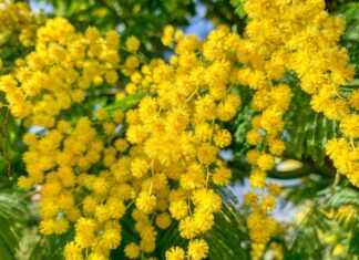 Caldo anomalo in Toscana. Fiorisce la mimosa