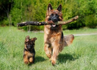 Firenze, cani morti nell’area verde pubblica: stricnina L'autopsia conferma la presenza di stricnina in uno dei cani morti di San Bartolo a Cintoia