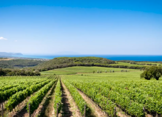 Vino Bolgheri vince in Europa. Respinto il marchio bulgaro Bolgaré Bolgheri vigneti