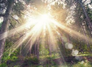 Foreste e biodiversità, quanto costa creare un nuovo bosco