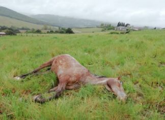 Morte di 19 cavalli, gip di Pisa dispone nuove indagini Morte di 19 cavalli, gip di Pisa dispone nuove indagini