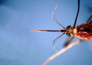 La prossima pandemia la porteranno le zanzare? Cosa dice il biologo