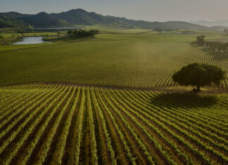 Antinori raddoppia in Napa Valley. Stag’s Leap Wine Cellars Antinori Napa Valley