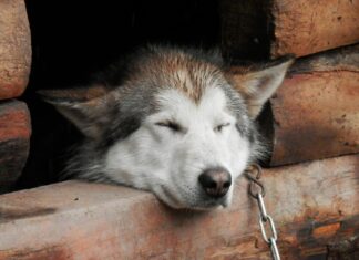 Cani detenuti con catena, Toscana approva abolizione cane catena