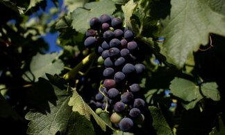 Barossa Valley, è tempo di Cabernet Sauvignon?