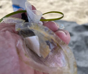 Calenda a Capalbio: "Mare pieno di plastica". Sindaco: "Sono alghe"