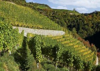 Come si coltiva un vigneto eroico?