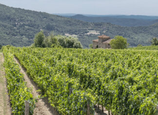 Marchesi Frescobaldi, acquisito Domaine Roy & Fils in Oregon Marchesi Frescobaldi, acquisito Domaine Roy & Fils in Oregon