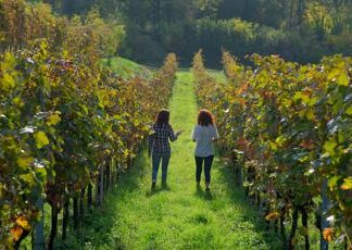 Il cru italiano più antico ha 450 anni