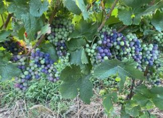 Vendemmia 2023, troppa pioggia o troppo caldo?