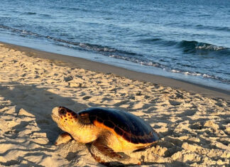 Mamma tartaruga a Riotorto. Terzo nido in Toscana Mamma tartaruga a Riotorto. Terzo nido in Toscana