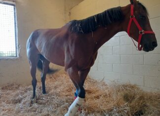 Cavalli infortunati al Palio, animalisti annunciano denuncia Cavalli infortunati al Palio, animalisti annunciano denuncia