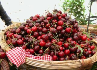Ciliegia di Lari, da Unione Europea ok a marchio Igp Ciliegia di Lari, da Unione Europea ok a marchio Igp