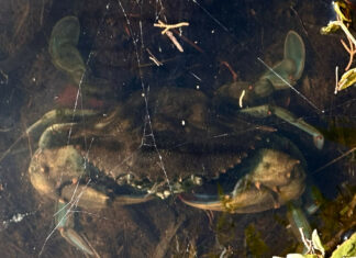 Granchi blu alle Spiagge Bianche. Avvistati a Vada da Polizia Provinciale Granchi blu alle Spiagge Bianche. Avvistati a Vada da Polizia Provinciale