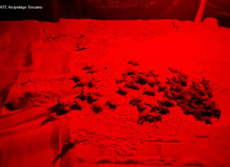 Tartarughine record, 138 Caretta Caretta nate tra Elba e Piombino Tartarughine record, 138 Caretta Caretta nate tra Elba e Piombino