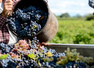 Vendemmia, in Toscana calo del 20% per la Peronospora e mancano 5mila addetti Vendemmia 2023 in Toscana, annata con calo 20%. Vini eleganti