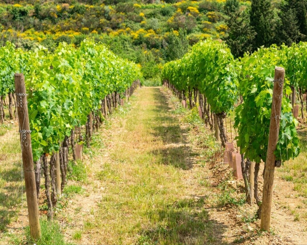 Consorzio Vino Toscana, riconoscimento ufficiale ministero