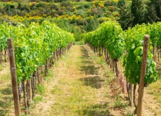 Consorzio Vino Toscana, riconoscimento ufficiale ministero Consorzio Vino Toscana, riconoscimento ufficiale ministero