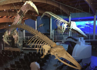 Art Bonus 2023, Museo del Mediterraneo di Livorno primo in Italia Art Bonus 2023, Museo del Mediterraneo di Livorno primo in Italia