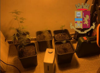 Lucca, produce e spaccia droga ai domiciliari. Riportato in carcere Lucca, produce e spaccia droga ai domiciliari. Riportato in carcere