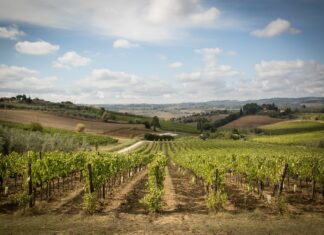 Chianti Fiorentino. Estate al top per il turismo, picchi anche del +20% negli agriturismi Vigna San Michele
