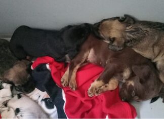 Cagnoline abbandonate a Livorno, gettate in una scatola Cagnoline abbandonate a Livorno, gettate in una scatola