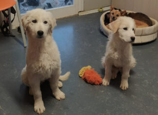 Strage di cagnolini a Cortona. Otto cuccioli massacrati e gettati nel cassonetto Strage di cagnolini a Cortona. Otto cuccioli massacrati e gettati nel cassonetto