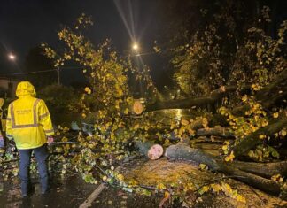 Maltempo, albero cade su auto in transito a Viareggio. Tragedia sfiorata Maltempo, albero cade su auto in transito a Viareggio. Tragedia sfiorata