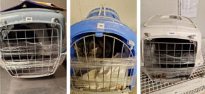 A Sovigliana tre gatti adulti rinchiusi in sacchi neri dentro i trasportini sigillati con nastro adesivo. Associazione Aristogatti: "Non mangiano quasi niente e sono molto spaventati" 