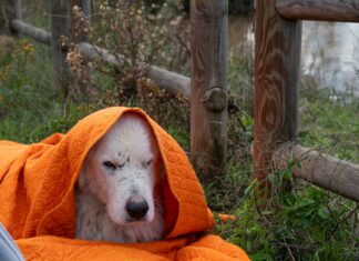 La strage degli animali annegati. Senza via di scampo La strage degli animali annegati. Senza via di scampo