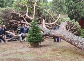 Albero cade su casa di Babbo Natale a Montecatini, ci sono almeno sette feriti Albero cade su casa di Babbo Natale a Montecatini, ci sono almeno sette feriti
