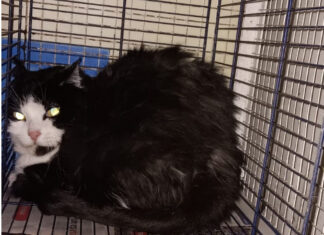 Mici buttati nella spazzatura a Vinci, salvati da un passante Mici buttati nella spazzatura a Vinci, salvati da un passante