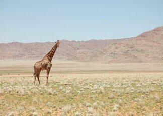 Coinbase all’assalto dell’Africa