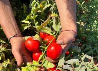 Sos agricoltura in Toscana: “Situazione gravissima” Sos agricoltura in Toscana: "Situazione gravissima"