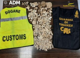 Porto di Livorno, maxi sequestro di coralli Porto di Livorno, maxi sequestro di coralli