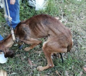 Salvati sei cani a Livorno, costretti senza cibo e acqua
