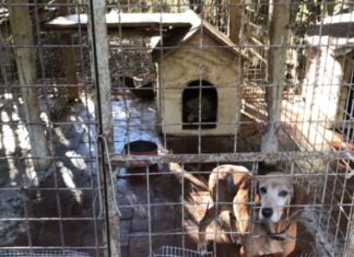 Salvati sei cani a Livorno, costretti senza cibo e acqua Salvati sei cani a Livorno, costretti senza cibo e acqua