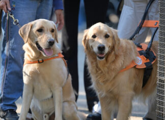 Scuola nazionale cani guida, cercasi famiglie per cuccioli Scuola nazionale cani guida, cercasi famiglie per cuccioli