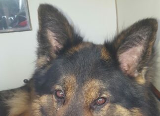 Addio Battman, morto il fantastico cane carabiniere antidroga Addio Battman, morto il fantastico cane carabiniere antidroga