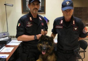 Addio Battman, morto il fantastico cane carabiniere antidroga