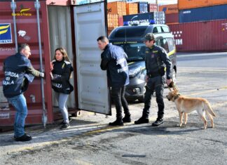 Porto di Livorno, cocaina nel container banane. Valore 10 milioni Porto di Livorno, cocaina nel container banane. Valore 10 milioni