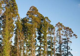 Produrre legname senza abbattere gli alberi: come funziona il Daisugi