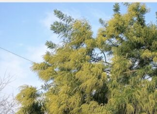 8 marzo 2024, il 44% dei toscani regala la mimosa 8 marzo 2024, il 44% dei toscani regala la mimosa