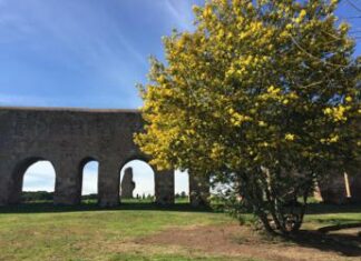 8 marzo, immunologo: “La mimosa lasciamola sull’albero, rischio allergia con contatto”
