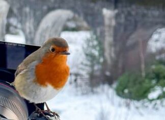 A Cipro strage di uccelli canori, uccisi e venduti sul mercato nero per essere cucinati